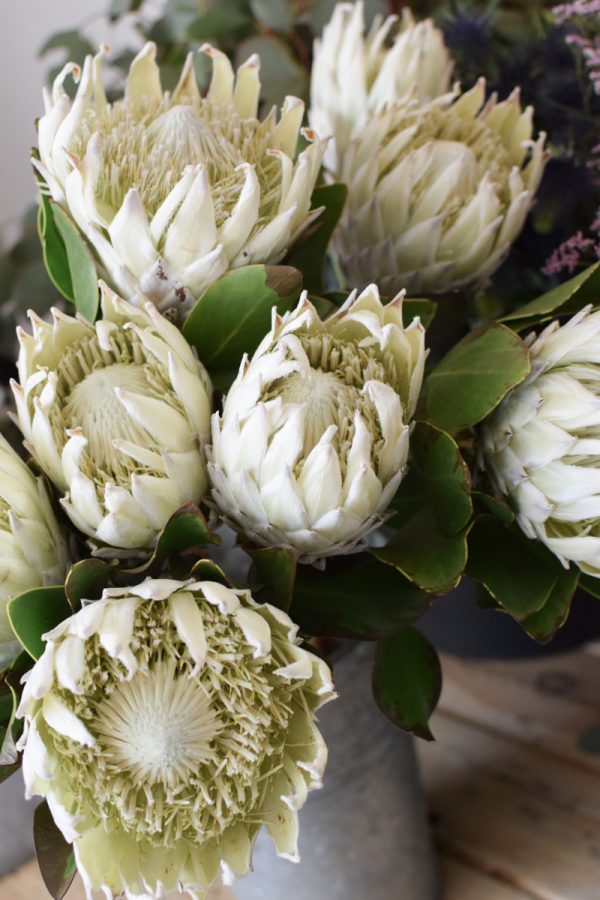 Protea die Trendblume. Proteen trocknen toll ein und können immer wieder dekoriert werden.