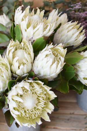Protea die Trendblume. Proteen trocknen toll ein und können immer wieder dekoriert werden.