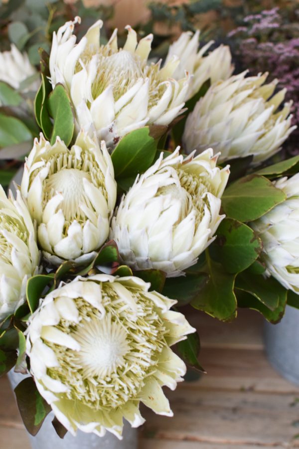 Protea die Trendblume. Proteen trocknen toll ein und können immer wieder dekoriert werden.