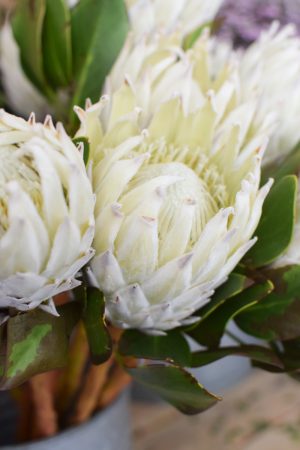 Protea die Trendblume. Proteen trocknen toll ein und können immer wieder dekoriert werden.