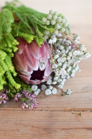 Protea die Trendblume. Proteen trocknen toll ein und können immer wieder dekoriert werden.
