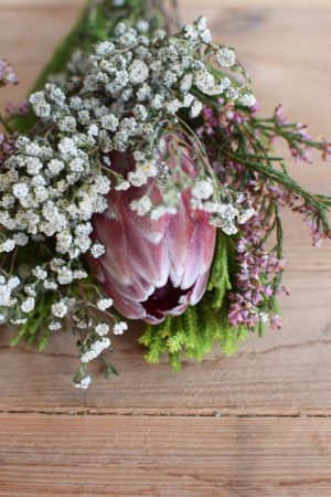 Protea die Trendblume. Proteen trocknen toll ein und können immer wieder dekoriert werden.