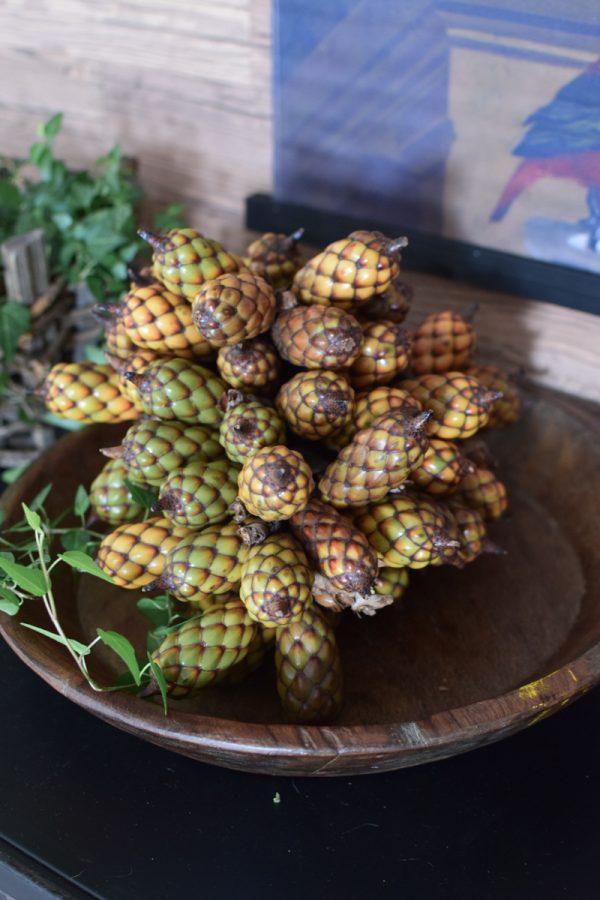 Raphia Palmenfrucht Zapfen Dekozapfen exotisch zapfendeko Trockenblumen Fruchtstand im Mrs Greenery Shop bestellen