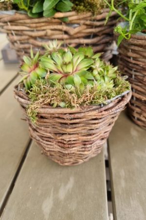 Rattantopf Rattankorb Übertopf Top Naturdeko Schale im Mrs Greenery Shop bestellen kaufen