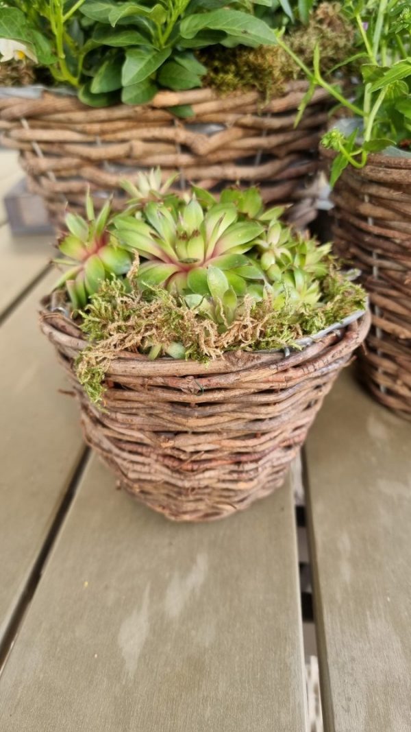Rattantopf Rattankorb Übertopf Top Naturdeko Schale im Mrs Greenery Shop bestellen kaufen