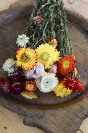 Strohblume Rhodante Trockenblume Blüten getrocknet zum Kreativsein Basteln vom Mrs Greenery Shop