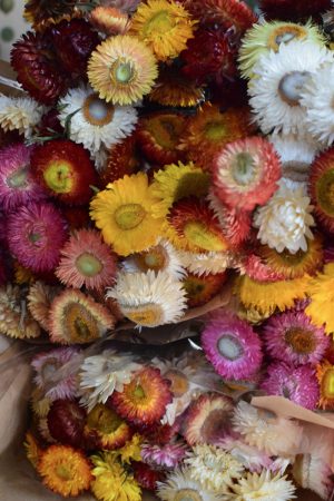 Strohblume Rhodante Trockenblume Blüten getrocknet zum Kreativsein Basteln vom Mrs Greenery Shop
