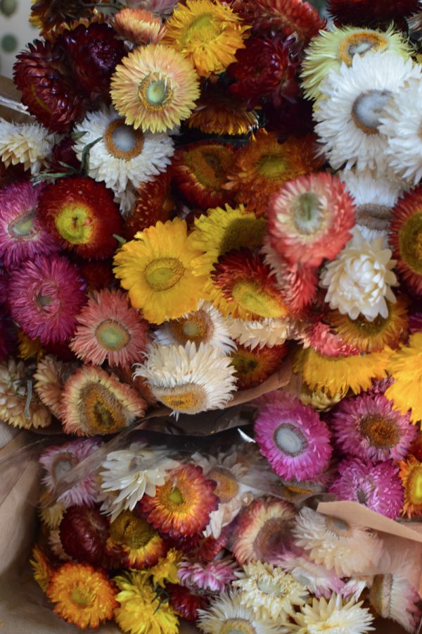 Strohblume Rhodante Trockenblume Blüten getrocknet zum Kreativsein Basteln vom Mrs Greenery Shop