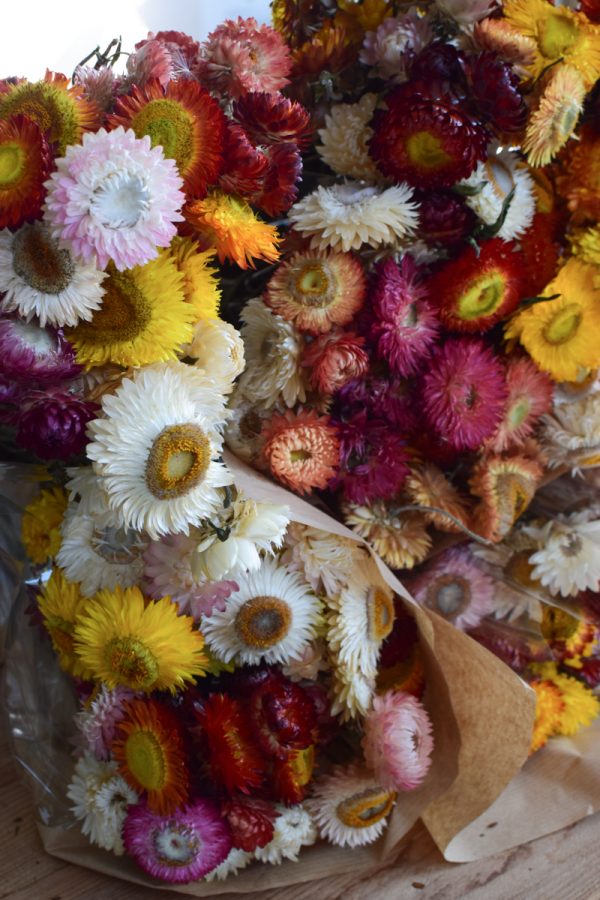 Strohblume Rhodante Trockenblume Blüten getrocknet zum Kreativsein Basteln vom Mrs Greenery Shop