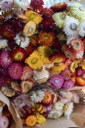 Strohblume Rhodante Trockenblume Blüten getrocknet zum Kreativsein Basteln vom Mrs Greenery Shop