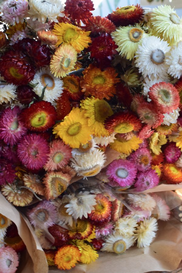 Strohblume Rhodante Trockenblume Blüten getrocknet zum Kreativsein Basteln vom Mrs Greenery Shop