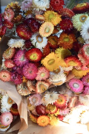 Strohblume Rhodante Trockenblume Blüten getrocknet zum Kreativsein Basteln vom Mrs Greenery Shop