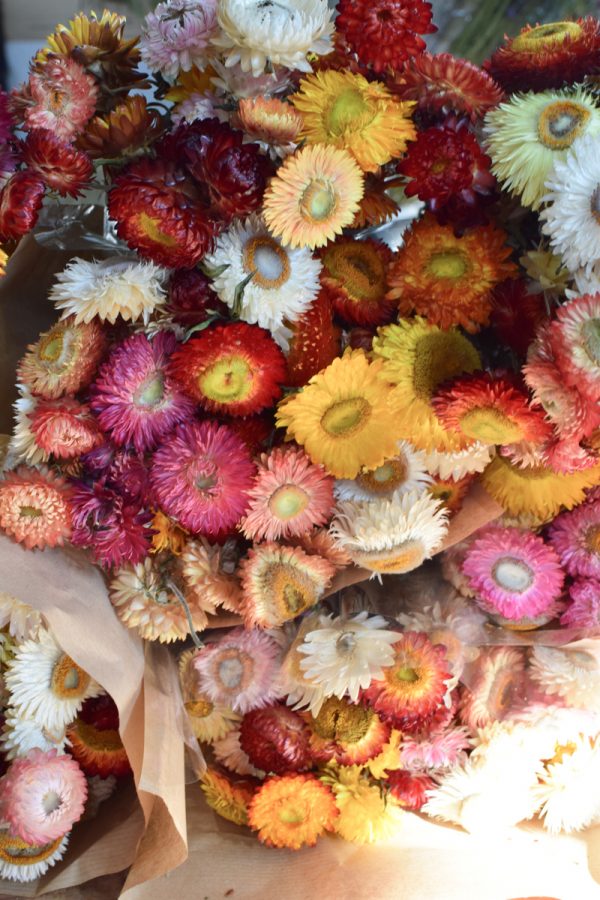 Strohblume Rhodante Trockenblume Blüten getrocknet zum Kreativsein Basteln vom Mrs Greenery Shop
