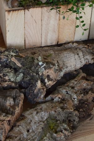 Dekorinde Rinde getrocknet Naturdeko Dekoidee im Mrs Greenery Shop bestellen