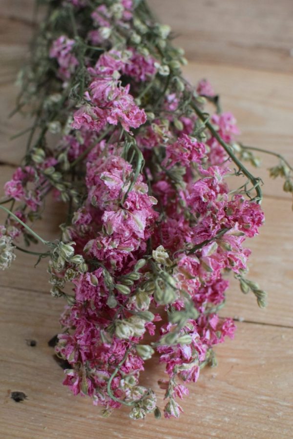 Rittersporn rosa pink getrocknet im Bund Trockenblumen Kranz Kränze Kranzbinden