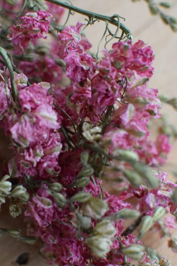 Rittersporn rosa pink getrocknet im Bund Trockenblumen Kranz Kränze Kranzbinden