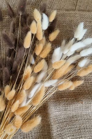 Samtgras gefärbt Farbe bunt trio Trockenblumen getrocknet Naturdeko im Mrs Greenery Shop bestellen kaufen