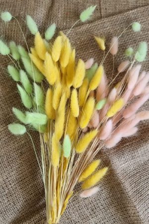 Samtgras gefärbt Farbe bunt trio Trockenblumen getrocknet Naturdeko im Mrs Greenery Shop bestellen kaufen