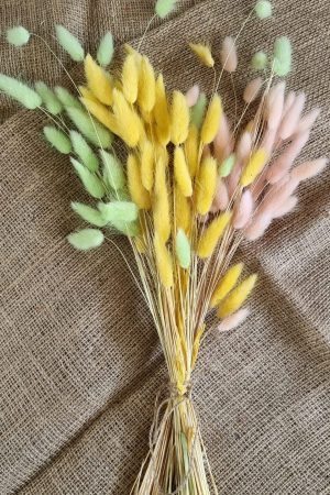 Samtgras gefärbt Farbe bunt trio Trockenblumen getrocknet Naturdeko im Mrs Greenery Shop bestellen kaufen