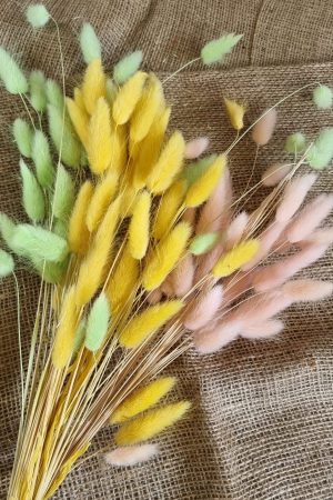 Samtgras gefärbt Farbe bunt trio Trockenblumen getrocknet Naturdeko im Mrs Greenery Shop bestellen kaufen