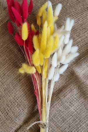 Samtgras gefärbt Farbe bunt trio Trockenblumen getrocknet Naturdeko im Mrs Greenery Shop bestellen kaufen