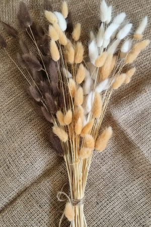 Samtgras gefärbt Farbe bunt trio Trockenblumen getrocknet Naturdeko im Mrs Greenery Shop bestellen kaufen