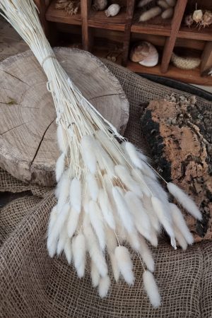 Samtgras Lagurus creme weiss gebleicht Trockenblumen getrocknet Dekoidee Deko mit Naturmaterialien im Mrs Greenery Shop kaufen bestellen Naturdeko Deko natürlich dekorieren