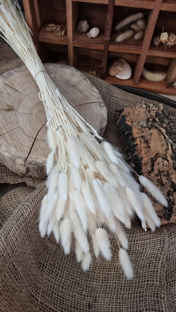 Samtgras Lagurus creme weiss gebleicht Trockenblumen getrocknet Dekoidee Deko mit Naturmaterialien im Mrs Greenery Shop kaufen bestellen Naturdeko Deko natürlich dekorieren