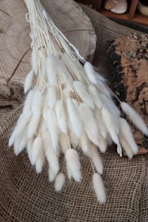 Samtgras Lagurus creme weiss gebleicht Trockenblumen getrocknet Dekoidee Deko mit Naturmaterialien im Mrs Greenery Shop kaufen bestellen Naturdeko Deko natürlich dekorieren