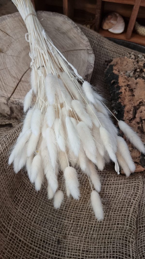 Samtgras Lagurus creme weiss gebleicht Trockenblumen getrocknet Dekoidee Deko mit Naturmaterialien im Mrs Greenery Shop kaufen bestellen Naturdeko Deko natürlich dekorieren