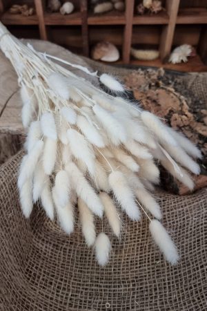 Samtgras Lagurus creme weiss gebleicht Trockenblumen getrocknet Dekoidee Deko mit Naturmaterialien im Mrs Greenery Shop kaufen bestellen Naturdeko Deko natürlich dekorieren