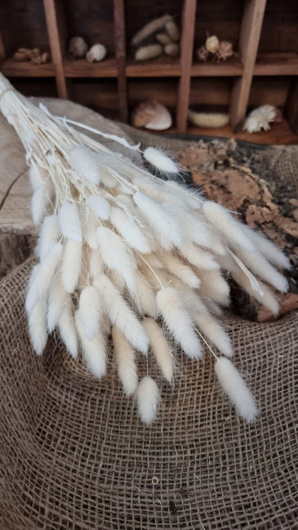 Samtgras Lagurus creme weiss gebleicht Trockenblumen getrocknet Dekoidee Deko mit Naturmaterialien im Mrs Greenery Shop kaufen bestellen Naturdeko Deko natürlich dekorieren