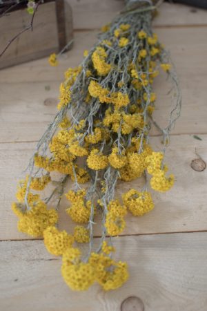 Sanfordii Trockenblumen getrocknete Blumen Blüten gelb im Mrs Greenery Shop kaufen bestellen Naturdeko Deko natürlich dekorieren