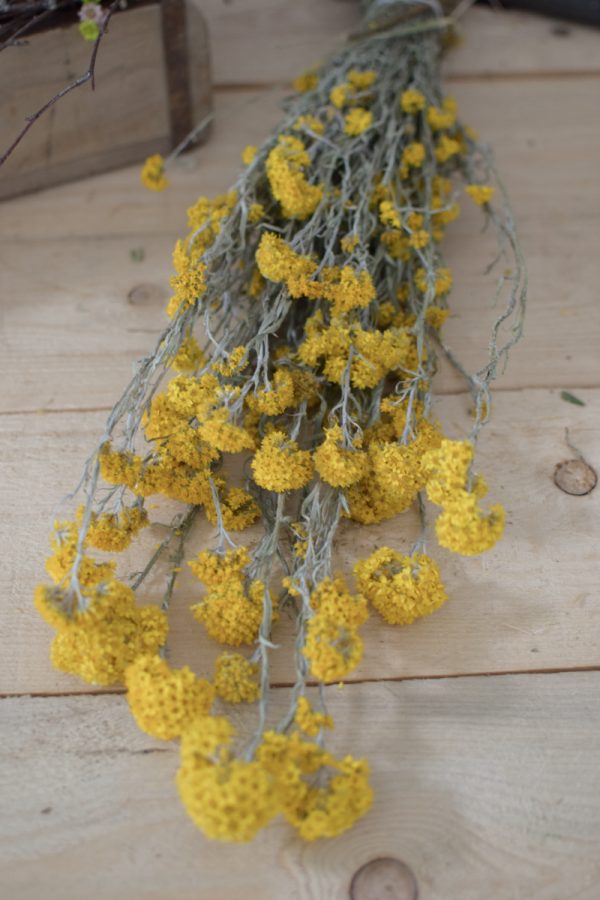 Sanfordii Trockenblumen getrocknete Blumen Blüten gelb im Mrs Greenery Shop kaufen bestellen Naturdeko Deko natürlich dekorieren