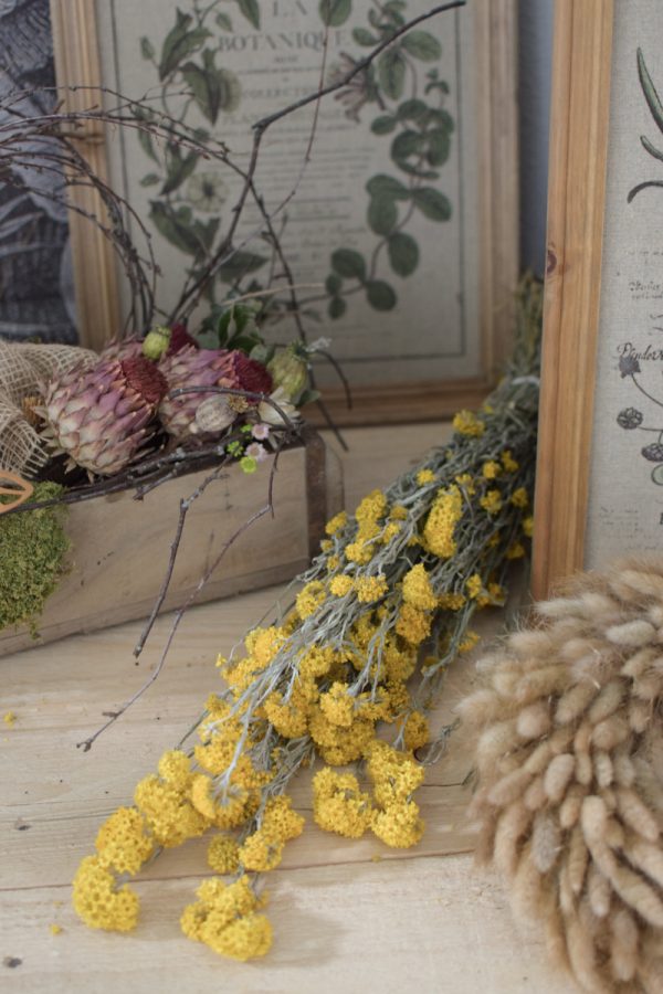Sanfordii Trockenblumen getrocknete Blumen Blüten gelb im Mrs Greenery Shop kaufen bestellen Naturdeko Deko natürlich dekorieren