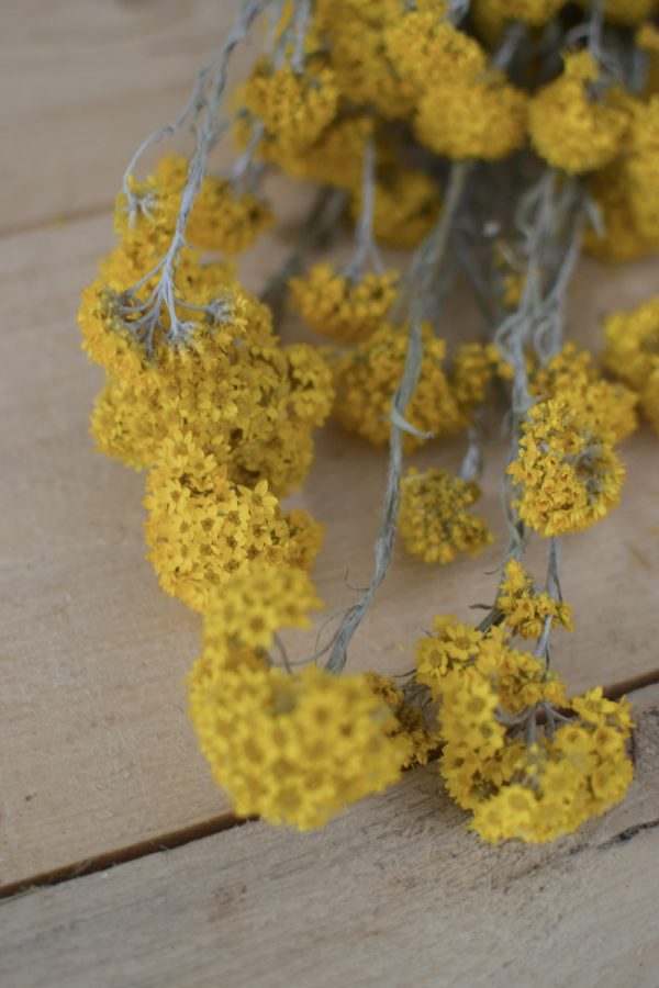 Sanfordii Trockenblumen getrocknete Blumen Blüten gelb im Mrs Greenery Shop kaufen bestellen Naturdeko Deko natürlich dekorieren