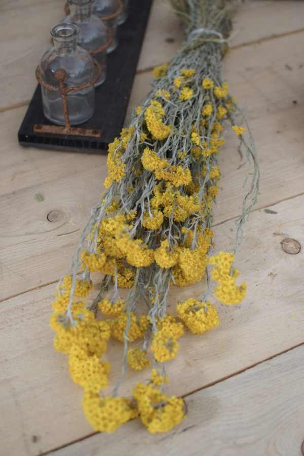 Sanfordii Trockenblumen getrocknete Blumen Blüten gelb im Mrs Greenery Shop kaufen bestellen Naturdeko Deko natürlich dekorieren