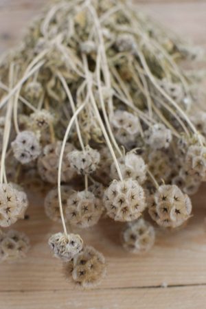 Deko mit Trockenblumen: Scabosia Taubenkraut getrocknet. Kranzbinden Deko mit Naturmaterialien