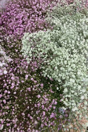 Schleierkraut frisch rosa pink violett grün mintgrün bund groß frisches grün im Mrs Greenery Shop bestellen kaufen
