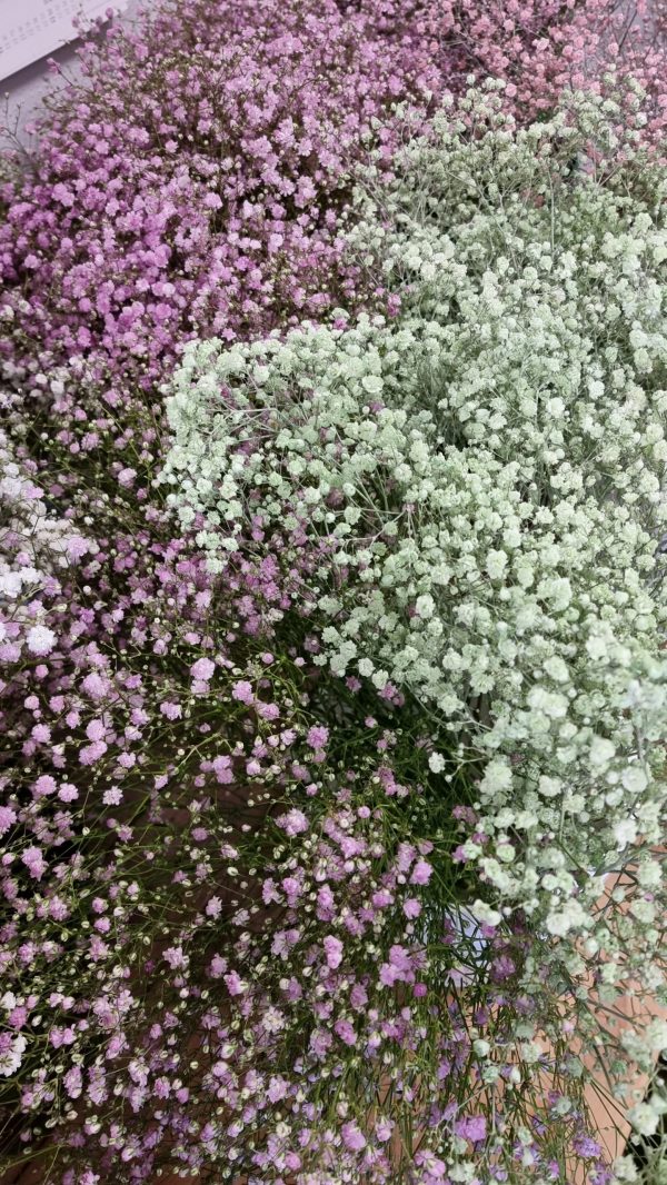 Schleierkraut frisch rosa pink violett grün mintgrün bund groß frisches grün im Mrs Greenery Shop bestellen kaufen
