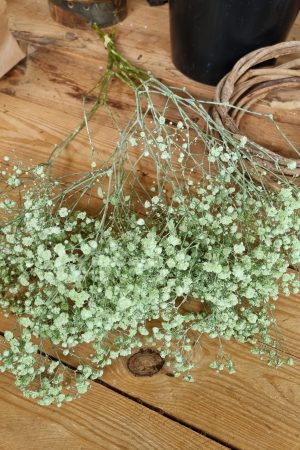 Schleierkraut frisch rosa pink violett grün mintgrün bund groß frisches grün im Mrs Greenery Shop bestellen kaufen