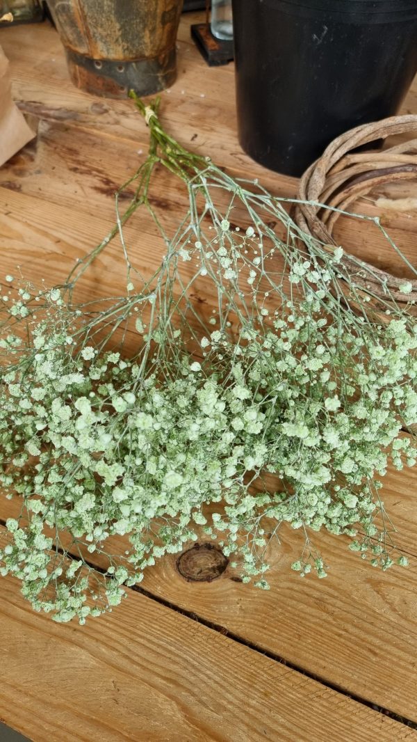 Schleierkraut frisch rosa pink violett grün mintgrün bund groß frisches grün im Mrs Greenery Shop bestellen kaufen