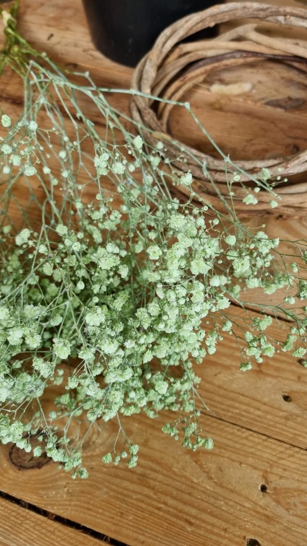 Schleierkraut frisch rosa pink violett grün mintgrün bund groß frisches grün im Mrs Greenery Shop bestellen kaufen
