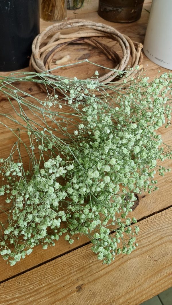 Schleierkraut frisch rosa pink violett grün mintgrün bund groß frisches grün im Mrs Greenery Shop bestellen kaufen