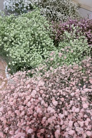 Schleierkraut frisch rosa pink violett grün mintgrün bund groß frisches grün im Mrs Greenery Shop bestellen kaufen