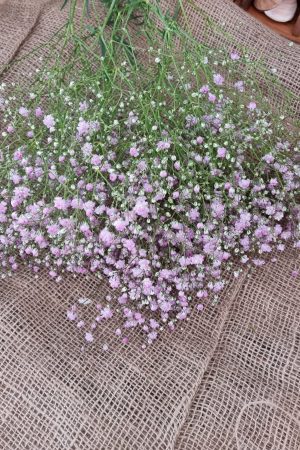 Schleierkraut frisch rosa pink violett bund groß frisches grün im Mrs Greenery Shop bestellen kaufen