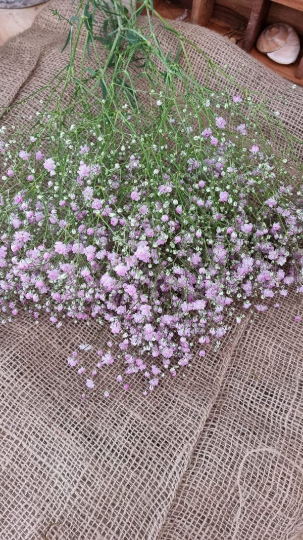 Schleierkraut frisch rosa pink violett bund groß frisches grün im Mrs Greenery Shop bestellen kaufen