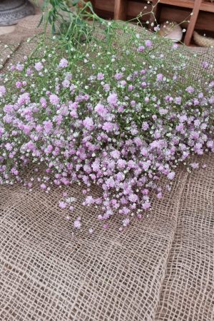 Schleierkraut frisch rosa pink violett bund groß frisches grün im Mrs Greenery Shop bestellen kaufen