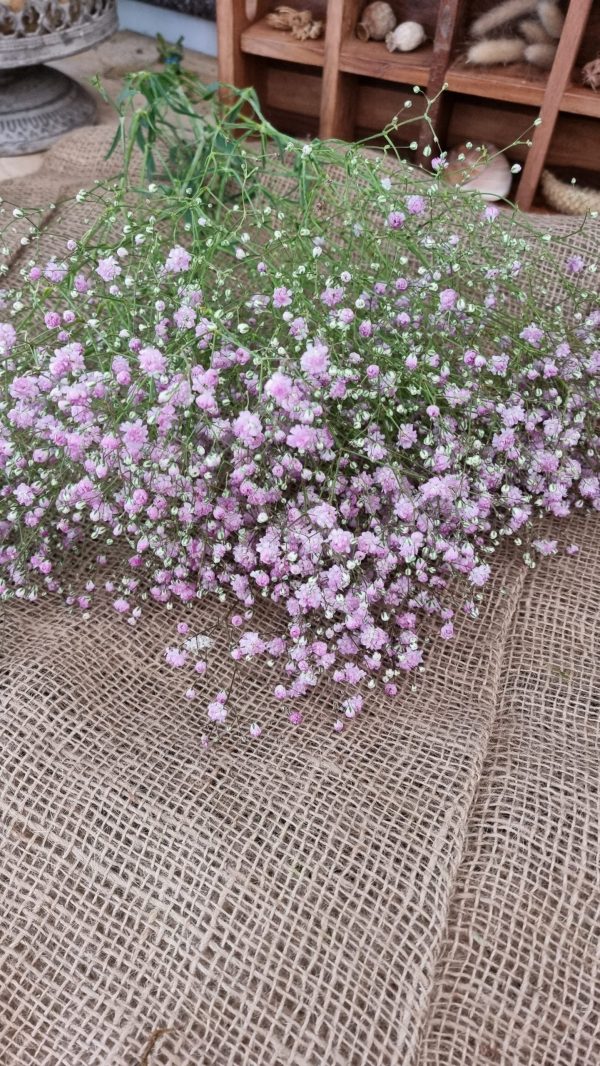 Schleierkraut frisch rosa pink violett bund groß frisches grün im Mrs Greenery Shop bestellen kaufen