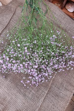 Schleierkraut frisch rosa pink violett bund groß frisches grün im Mrs Greenery Shop bestellen kaufen